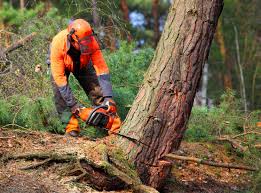 How Our Tree Care Process Works  in On Top Of The World Designated Place, FL